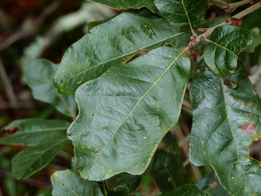 {Quercus boyntonii}